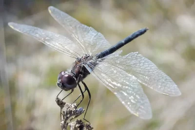 libelula significado espiritual