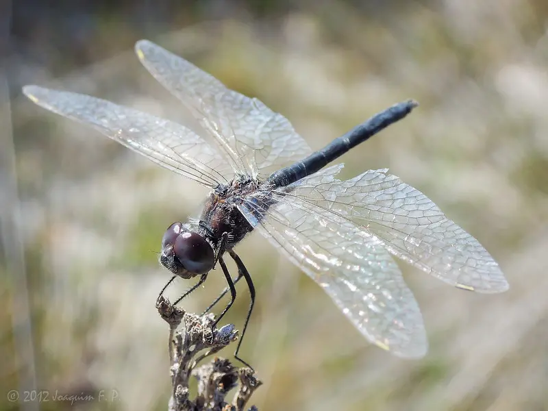 libelula significado espiritual