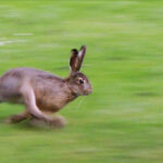 Liebre: Significado Espiritual y Simbolismo