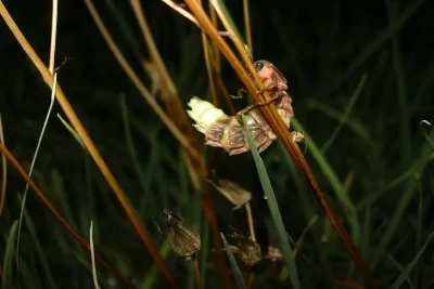 luciernaga significado espiritual