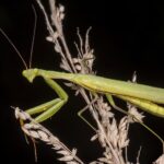 Mantis Religiosa: Significado Espiritual y Simbolismo en Diferentes Culturas