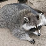 Mapache: Significado Espiritual y Simbolismo