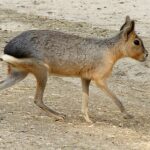 Mara: Significado Espiritual y Simbolismo