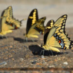 Mariposa Significado Espiritual: Simbolismo y Significado en Diferentes Culturas