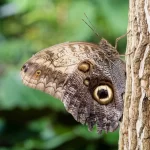 Mariposa Búho Significado Espiritual: Simbolismo y Significado en Diferentes Culturas