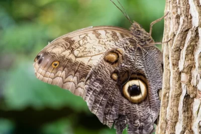 mariposa buho significado espiritual
