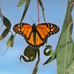 Mariposa Monarca Significado Espiritual: Simbolismo y Significado en Diferentes Culturas