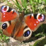 Mariposa Pavo Real: Significado Espiritual y Simbolismo en Diferentes Culturas