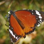 Mariposa Tigre: Significado Espiritual y Simbolismo en Diferentes Culturas