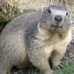 Marmota: Significado Espiritual y Simbolismo