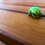 Mayate: Significado Espiritual y Simbolismo en Diferentes Culturas