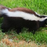 Mofeta: Significado Espiritual y Simbolismo