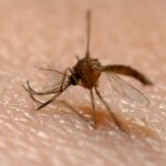 Mosquito: Significado Espiritual y Simbolismo en Diferentes Culturas