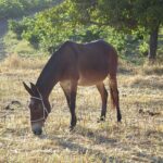 Mula: Significado Espiritual y Simbolismo