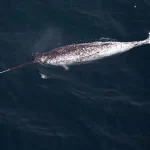 narval significado espiritual