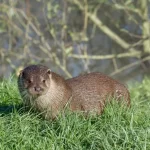 nutria significado espiritual