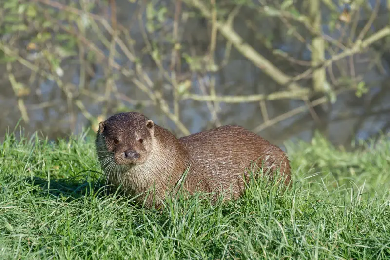 nutria significado espiritual