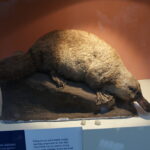 Ornitorrinco: Significado Espiritual y Simbolismo