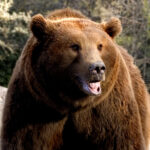 Oso: Significado Espiritual y Simbolismo