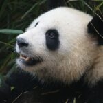 Oso Panda: Significado Espiritual y Simbolismo