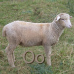 Oveja: Significado Espiritual y Simbolismo