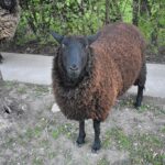 Oveja Negra: Significado Espiritual y Simbolismo