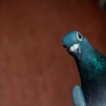 Paloma: Significado Espiritual y Simbolismo en Diferentes Culturas