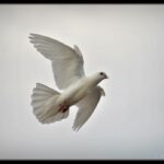 Paloma Blanca: Significado Espiritual y Simbolismo en Diferentes Culturas