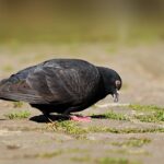 Paloma Negra: Significado Espiritual y Simbolismo en Diferentes Culturas