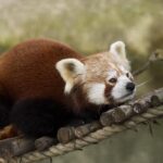 Panda Rojo: Significado Espiritual y Simbolismo