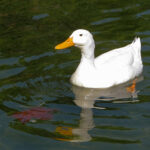 Pato: Significado Espiritual y Simbolismo