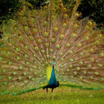 Pavo Real Significado Espiritual: Simbolismo en Diferentes Culturas