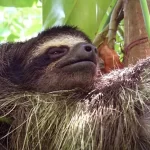 Espiritual Perezoso: Significado Espiritual y Simbolismo