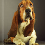 Perro: Significado Espiritual y Simbolismo