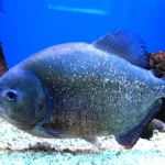 piraña significado espiritual