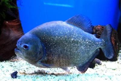 piraña significado espiritual