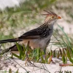 Pirincho: Significado Espiritual y Simbolismo en Diferentes Culturas