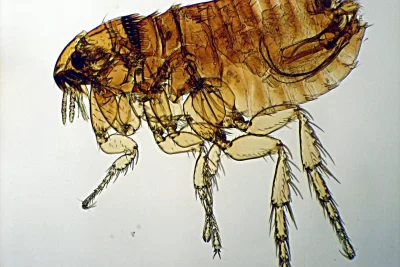 pulga significado espiritual