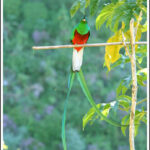 Quetzal: Significado Espiritual y Simbolismo en Diferentes Culturas