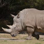 Rinoceronte: Significado Espiritual y Simbolismo