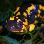 salamandra significado espiritual
