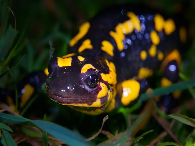 salamandra significado espiritual