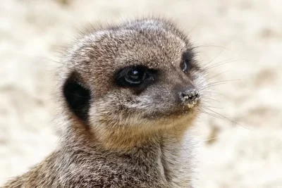 suricata significado espiritual