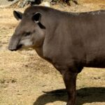 Tapir: Significado Espiritual y Simbolismo