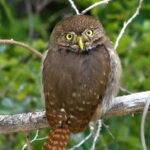 Tecolote Significado Espiritual: Simbolismo y Sabiduría Ancestral