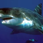 tiburon significado espiritual