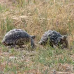 tortuga significado espiritual