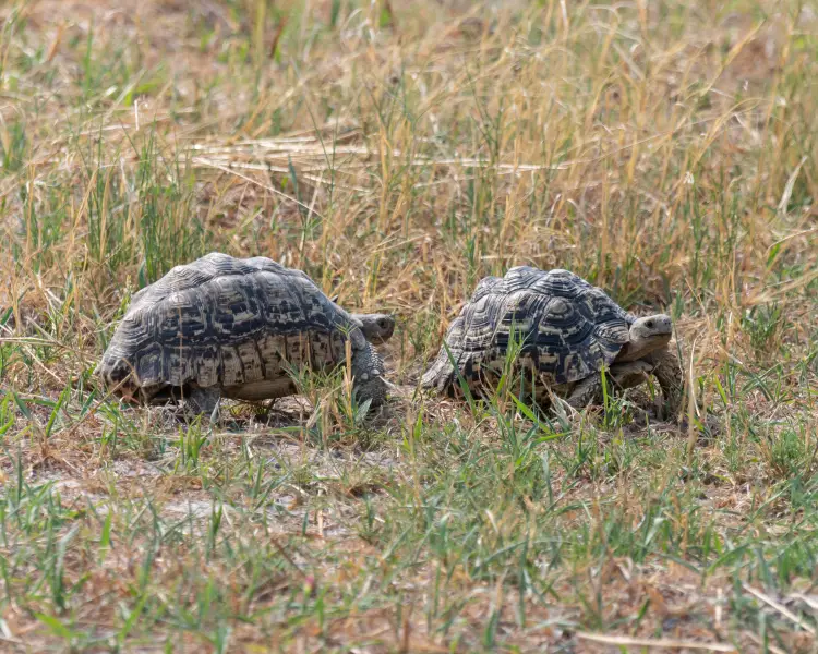 tortuga significado espiritual