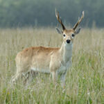 Venado: Significado Espiritual y Simbolismo