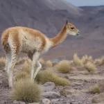 Vicuña: Significado Espiritual y Simbolismo